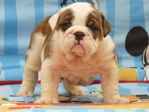 HealthyEnglishBulldogPuppiesAvailable